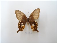 藏品(玉帶鳳蝶)的圖片